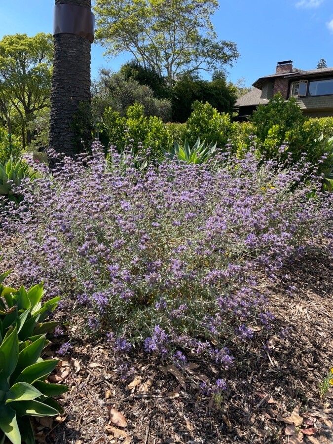 Salvia clevelandii habit