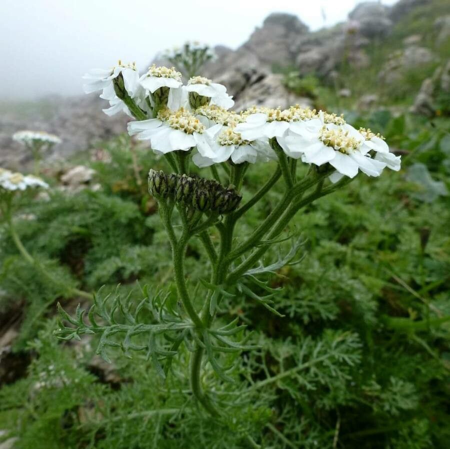 Achillea clusiana flower