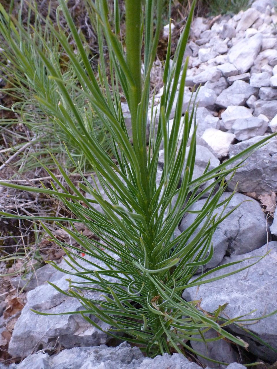 Lilium pomponium leaf