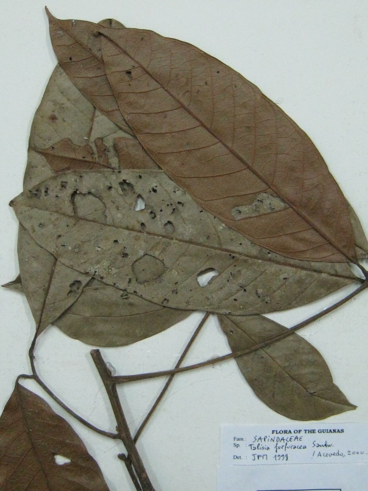 Talisia furfuracea other