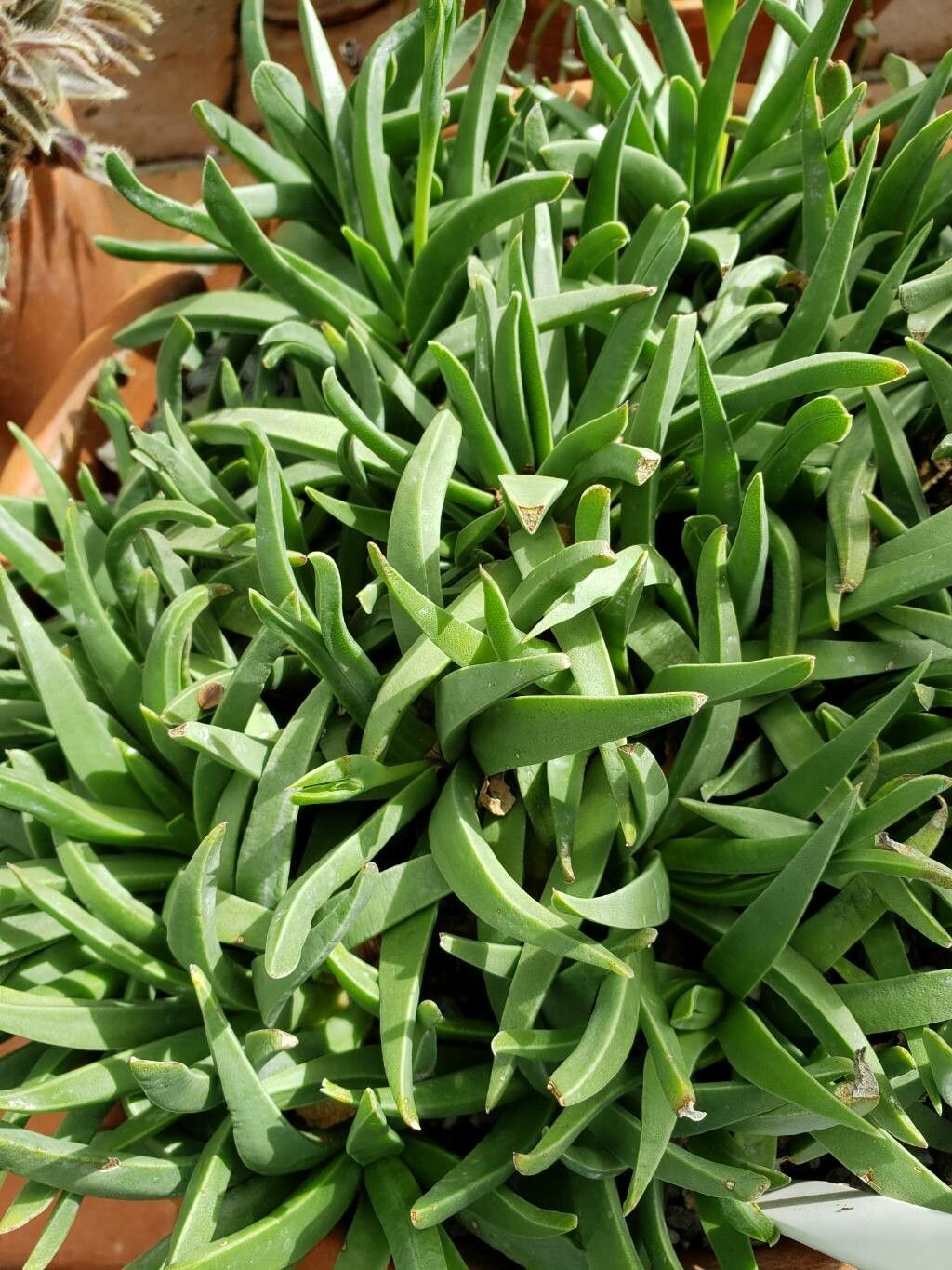 Bergeranthus scapiger leaf