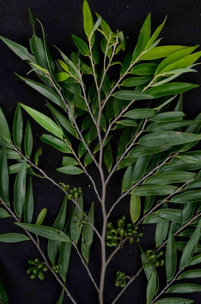 Xylopia brasiliensis — search result for 'Annonaceae'