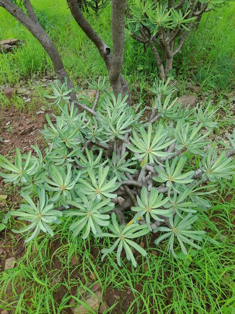 Euphorbia sudanica — houseplant care guide