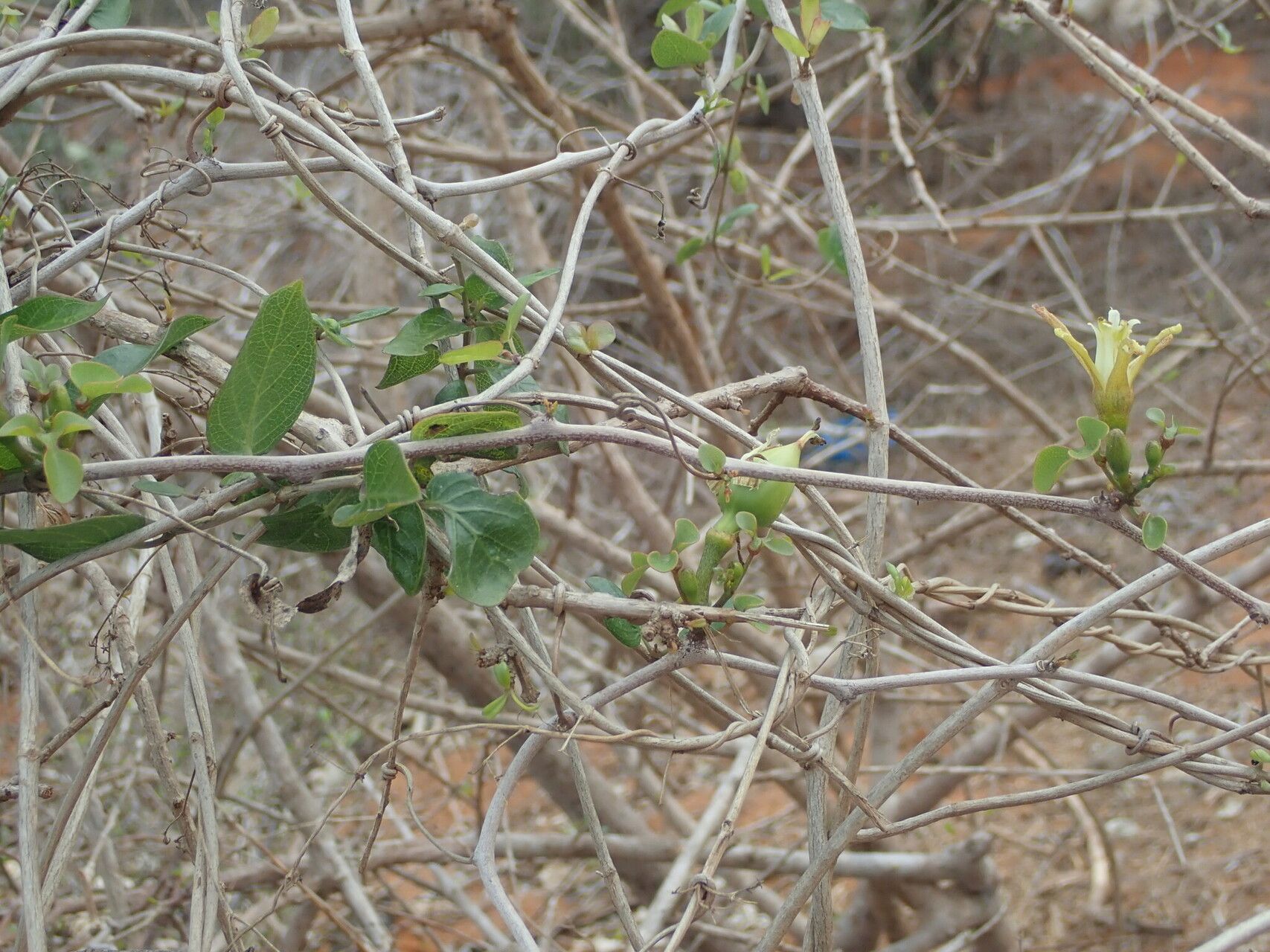 Adenia elegans habit