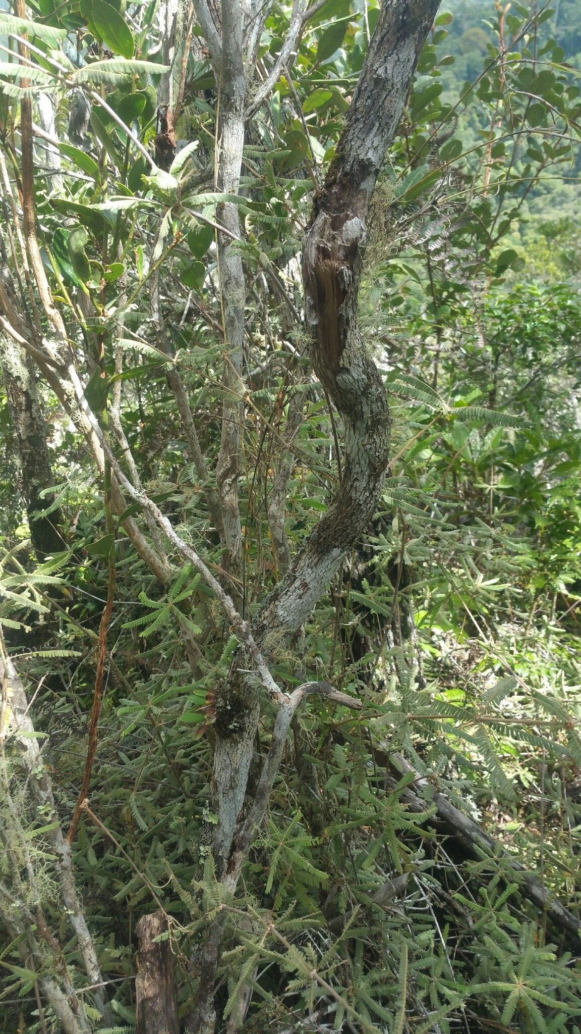 Nastus emirnensis habit