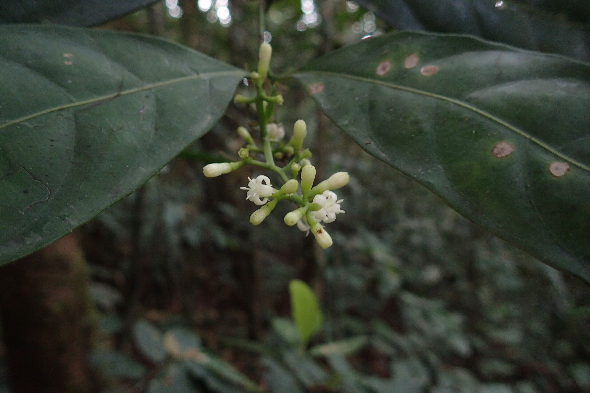 Gaertnera trachystyla flower