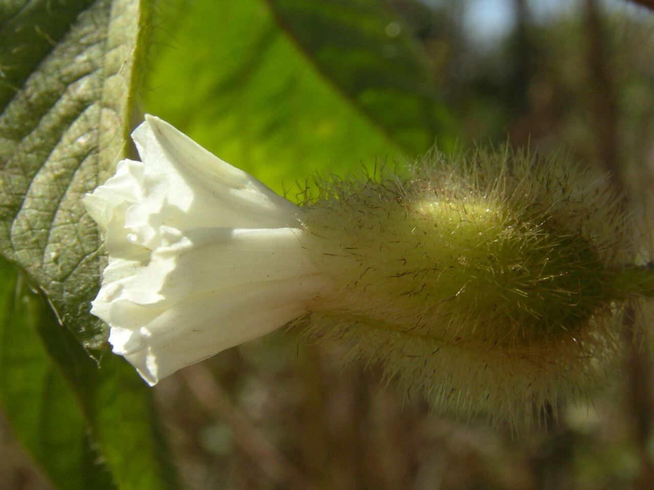 Merremia aegyptia flower