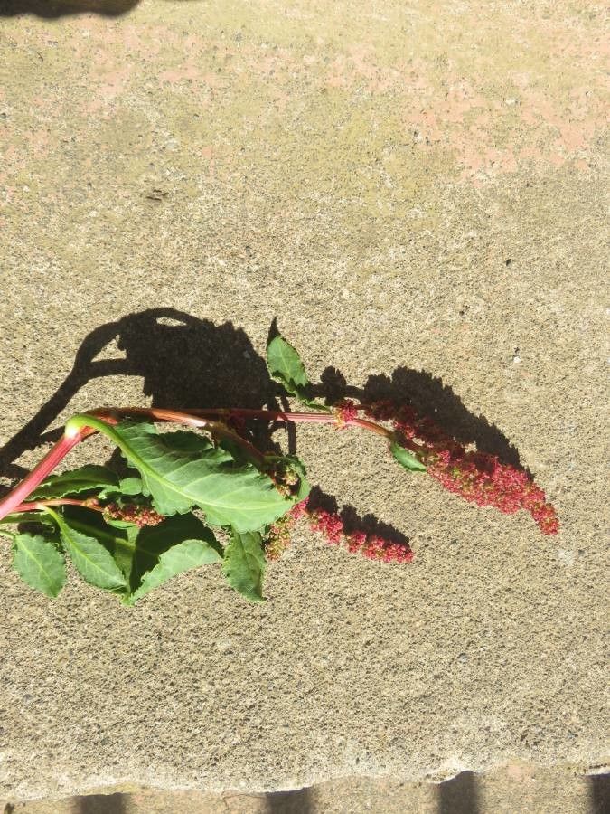 Rumex maricola habit