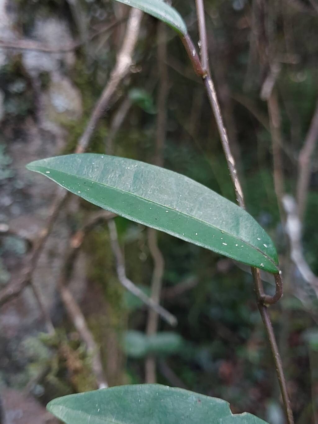 Solanum madagascariense — houseplant care guide