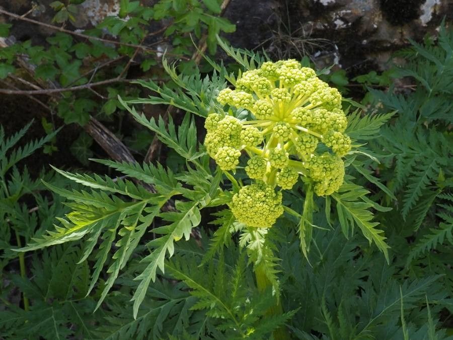 Molopospermum peloponnesiacum flower
