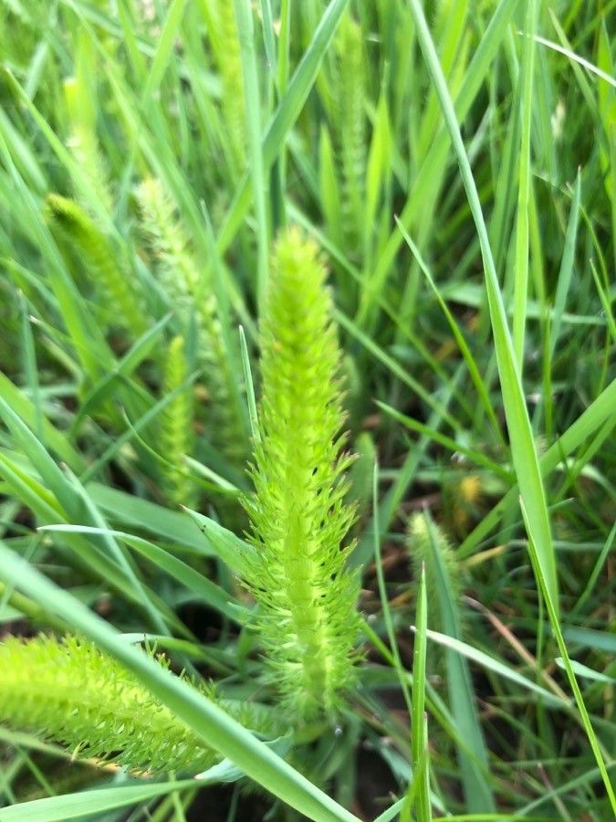 Carum verticillatum — related species from the same genus