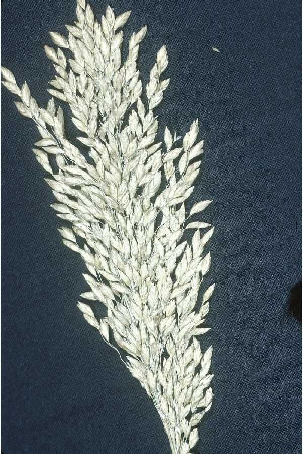 Glyceria obtusa — houseplant care guide