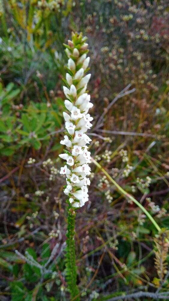 Epacris obtusifolia flower