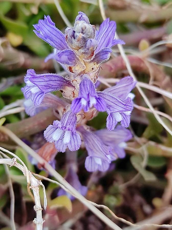 Phelipanche nana flower