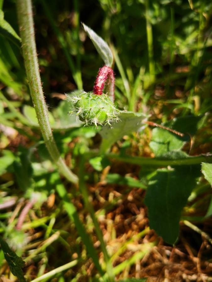 Arctotheca calendula fruit