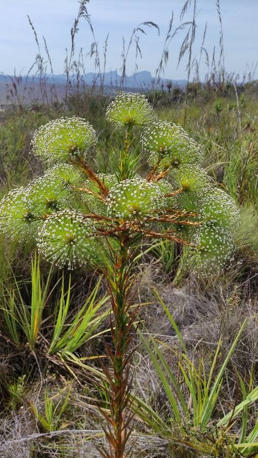 Paepalanthus chiquitensis habit