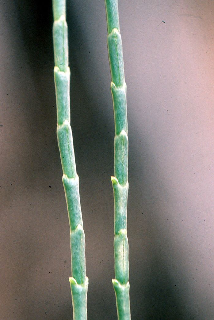 Hammada scoparia bark