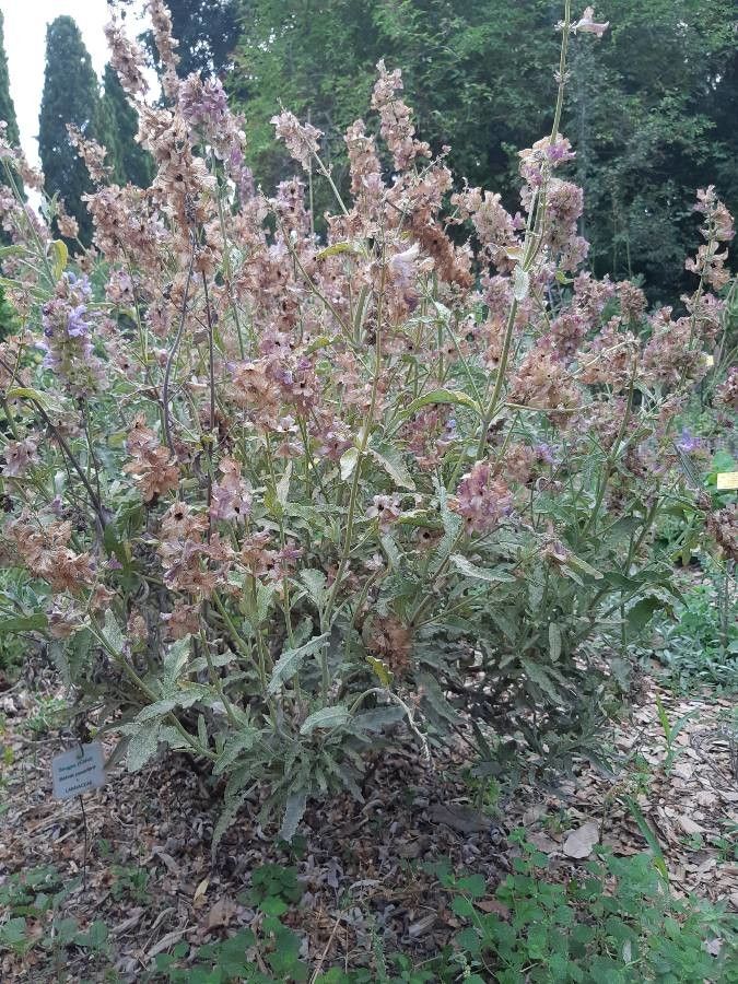 Salvia pomifera — houseplant care guide