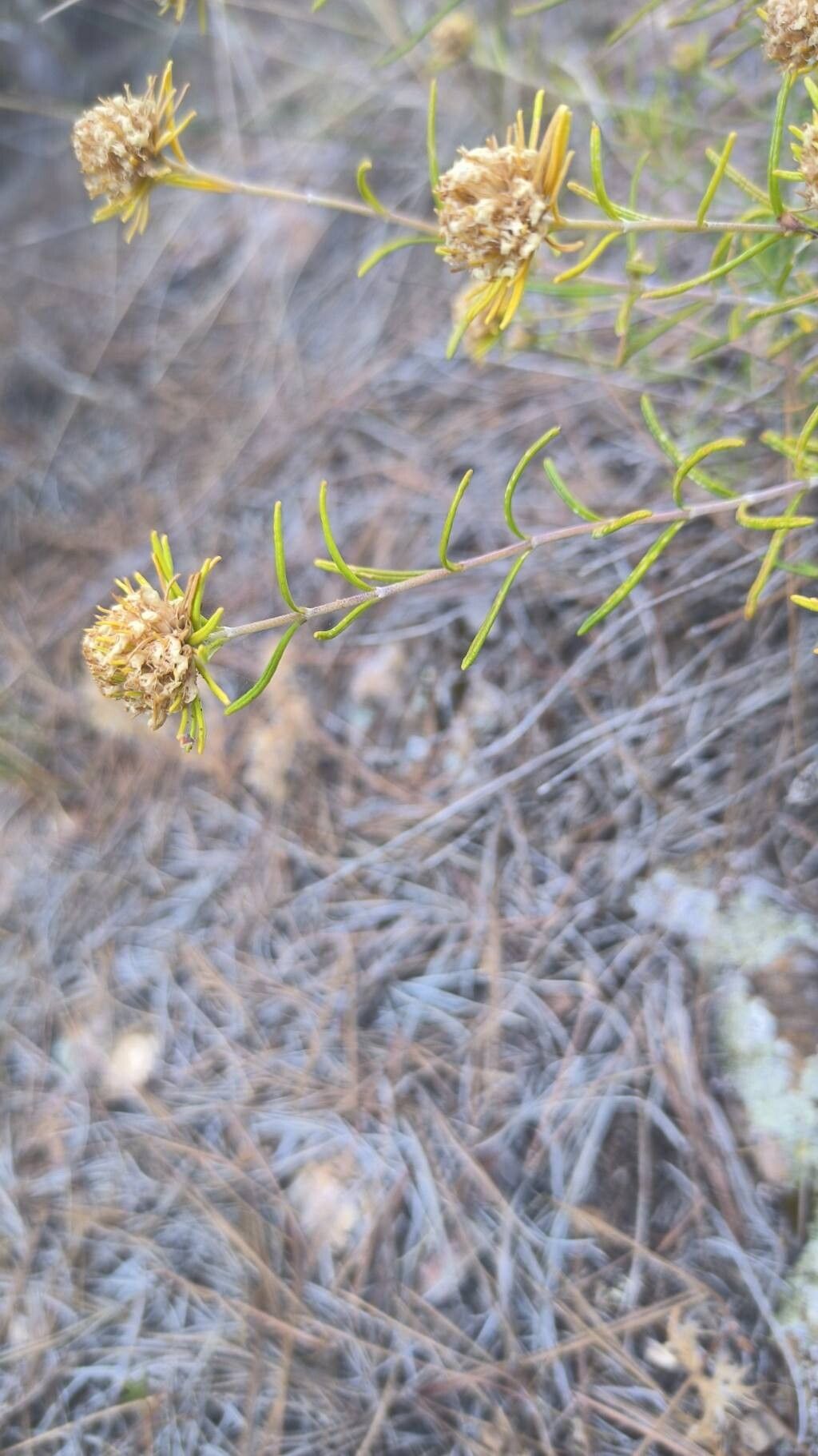 Teucrium carolipaui flower