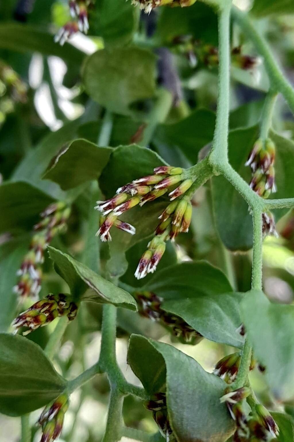 Misodendrum oblongifolium other