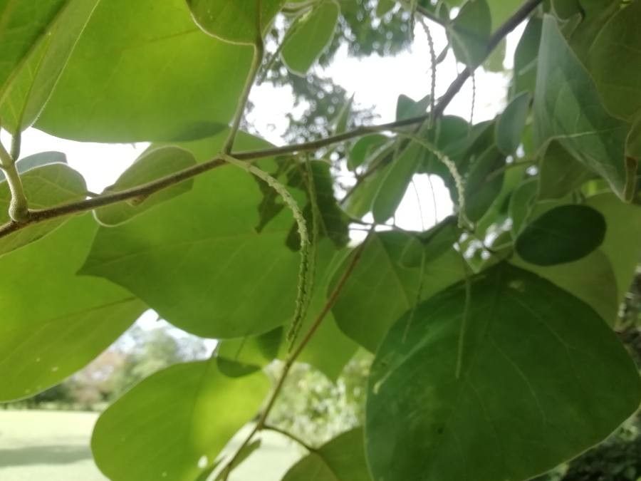Lonchocarpus phaseolifolius flower
