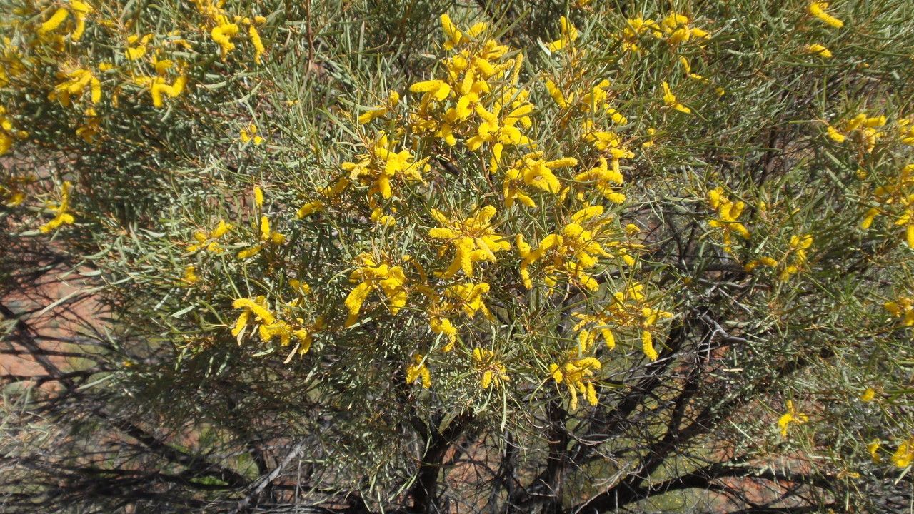 Acacia ligulata flower