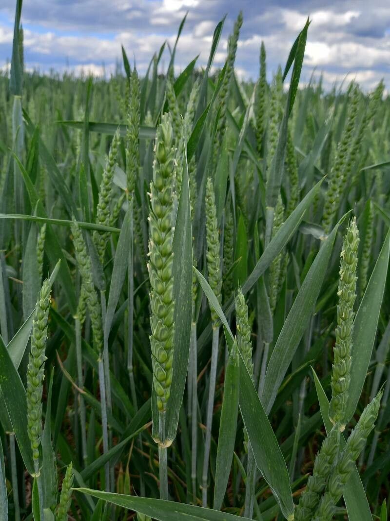 Triticum aestivum flower