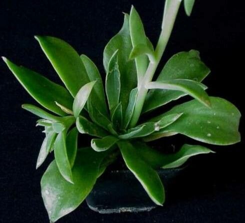 Echeveria platyphylla habit