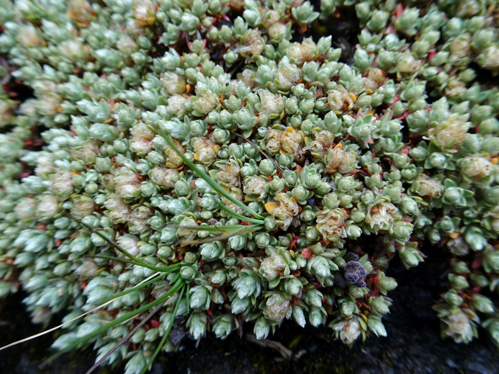 Paronychia andina — related species from the same genus