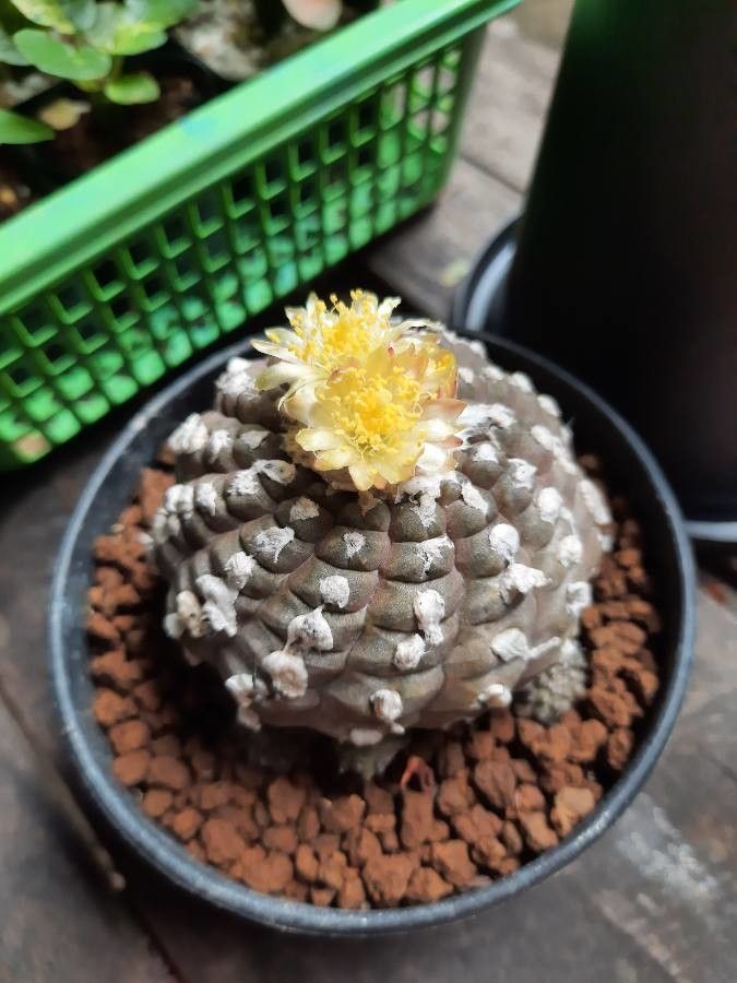 Copiapoa hypogaea flower