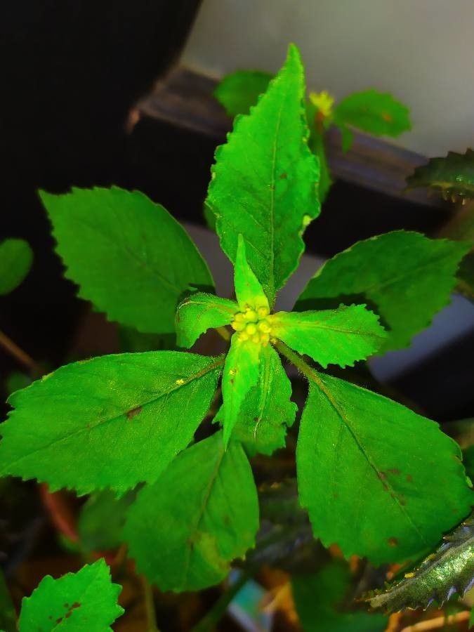 Melampodium costaricense — related species from the same genus