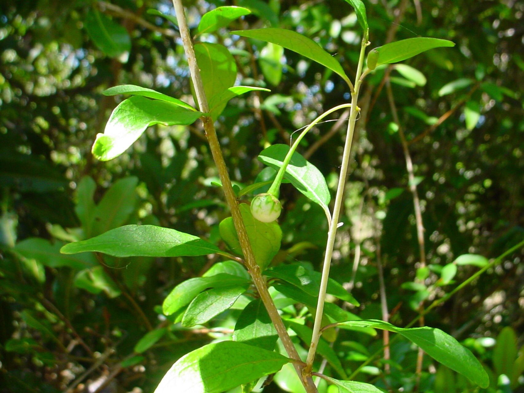 Solanum pancheri other