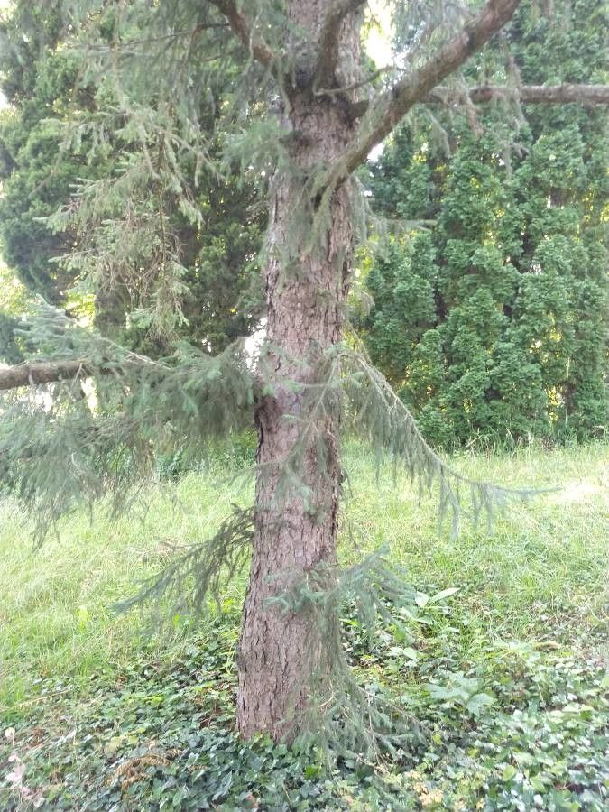 Picea likiangensis bark