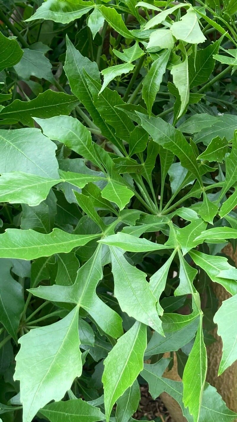 Cussonia spicata leaf