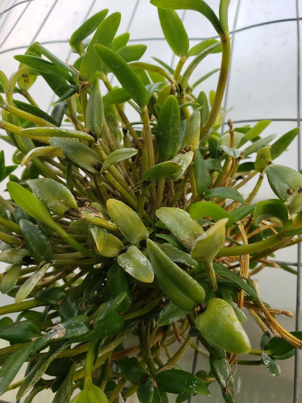 Dendrobium hymenanthum — houseplant care guide