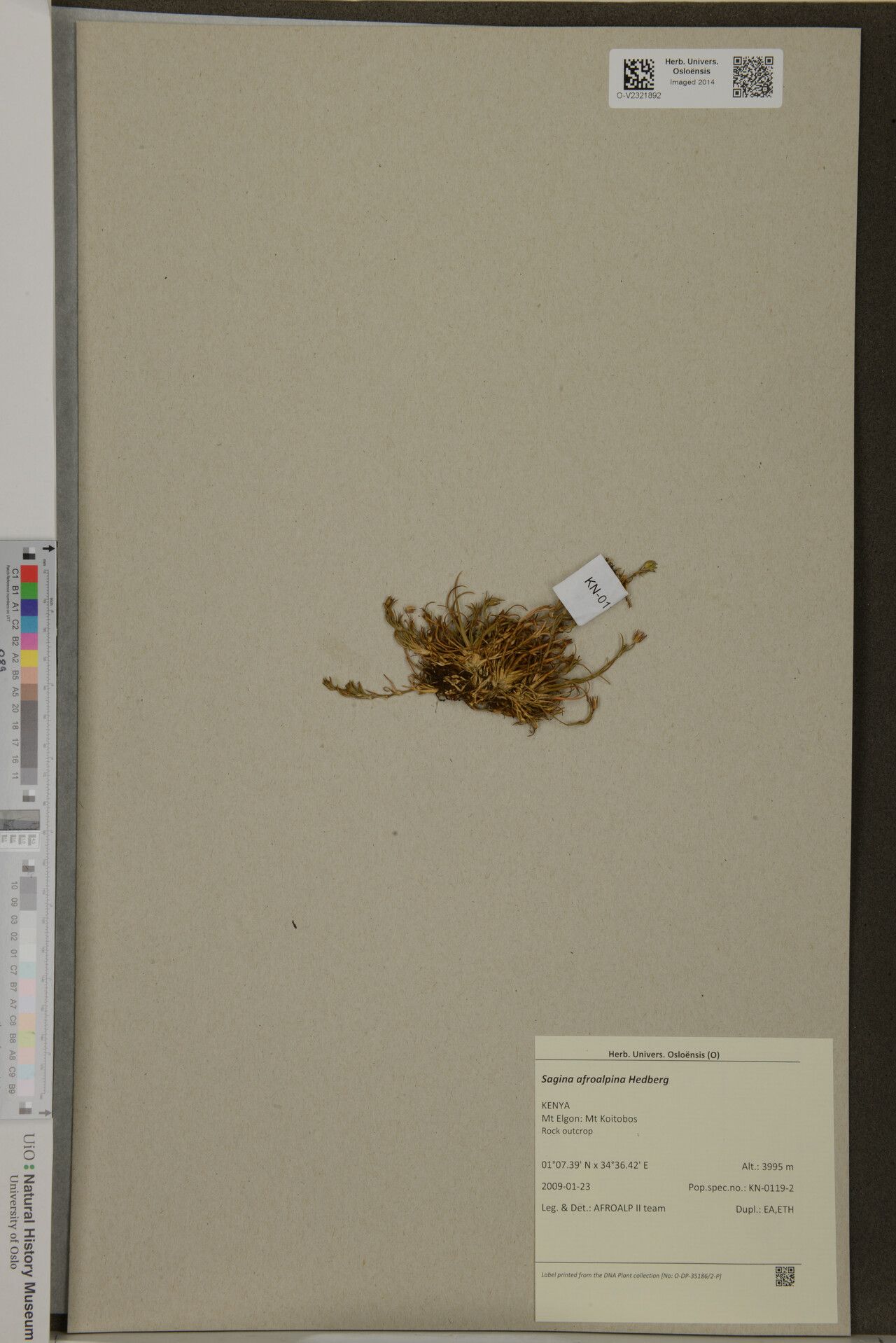 Sagina afroalpina — related species from the same genus