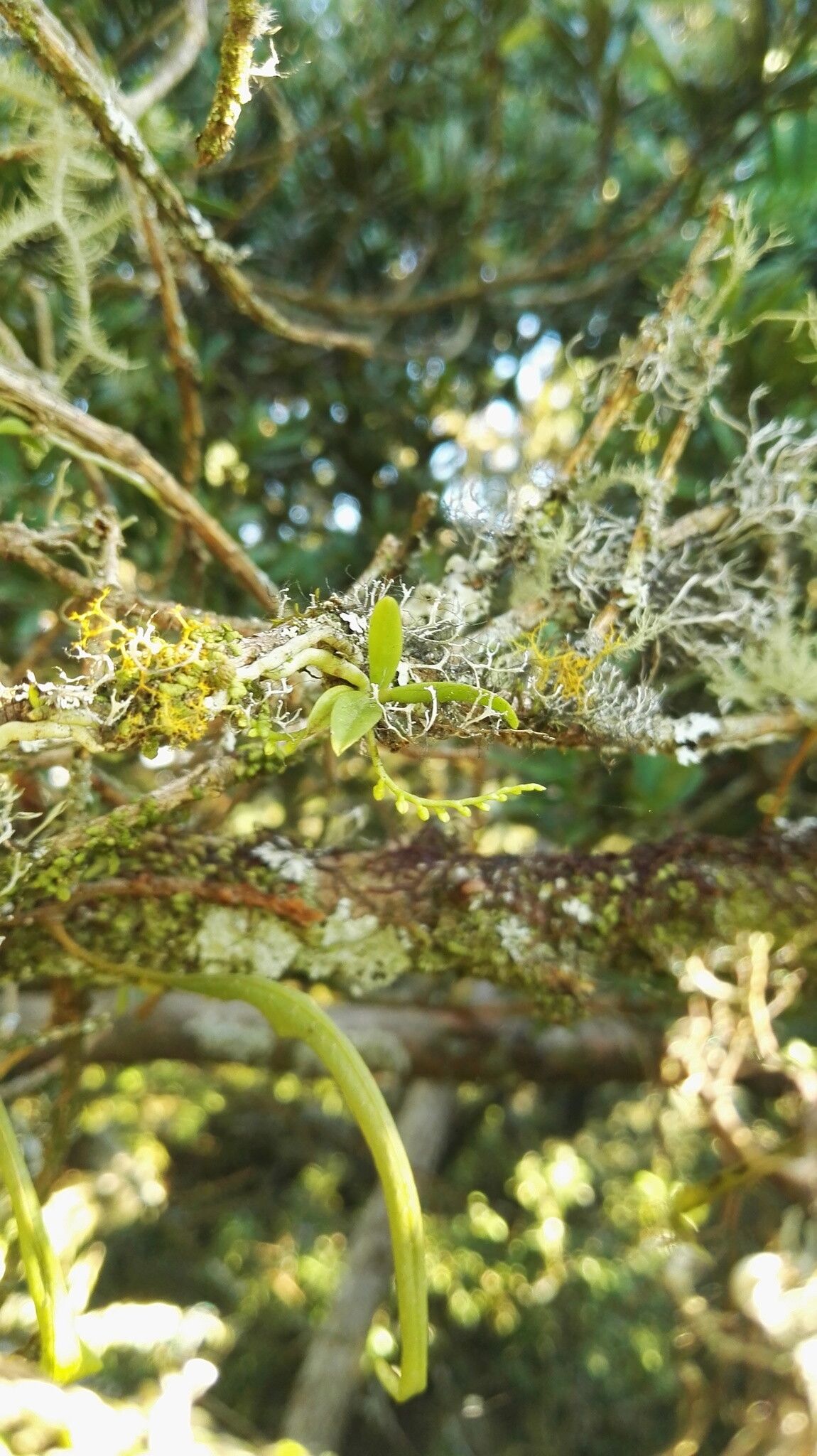 Angraecum chamaeanthus leaf