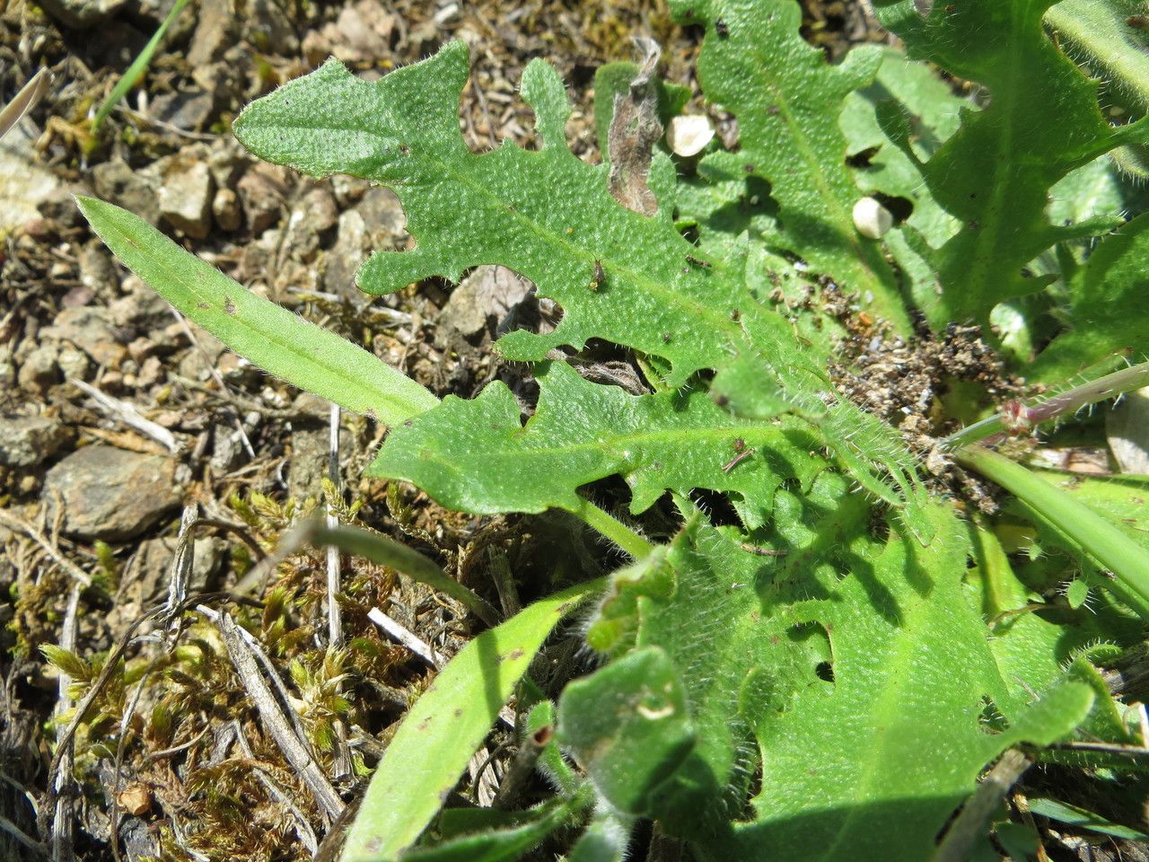 Biscutella coronopifolia habit