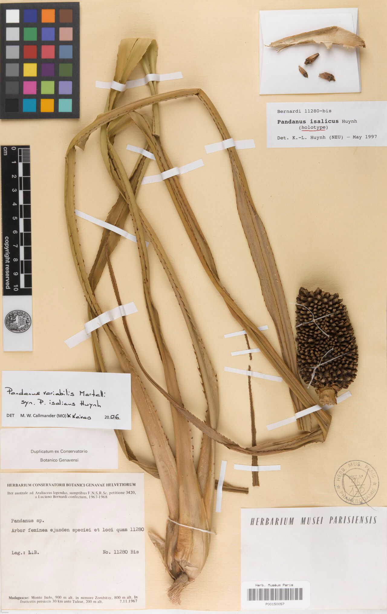 Pandanus isalicus — houseplant care guide