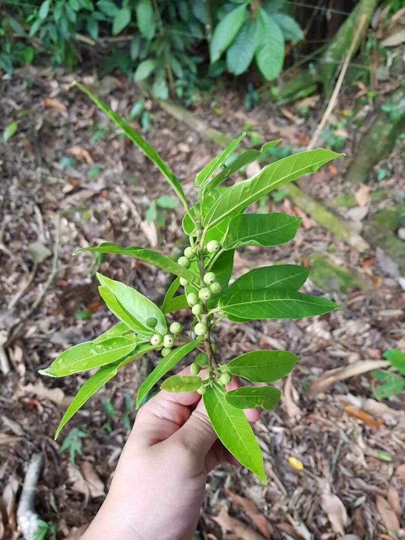 Ficus donnell-smithii fruit