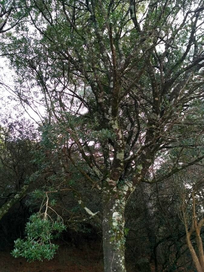 Lithraea brasiliensis habit