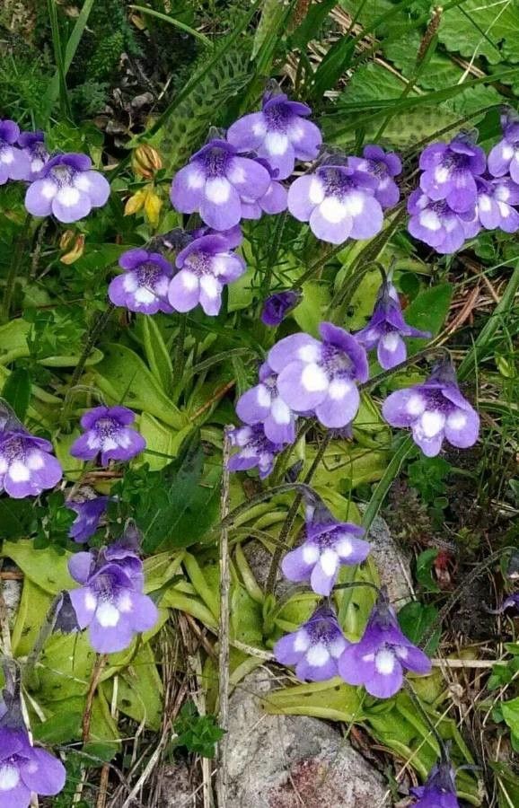 Pinguicula leptoceras flower