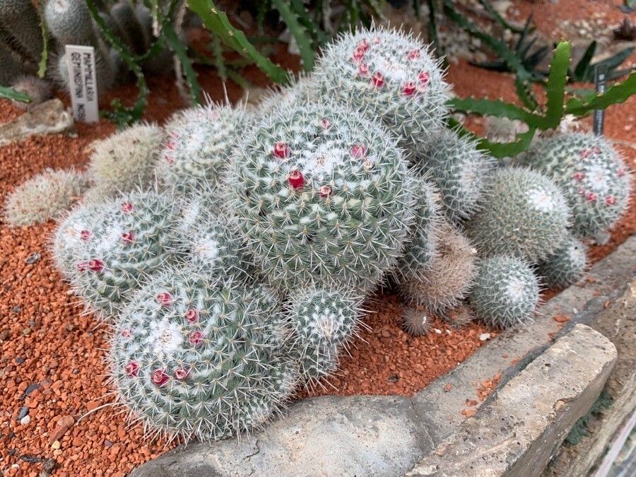 Mammillaria geminispina leaf
