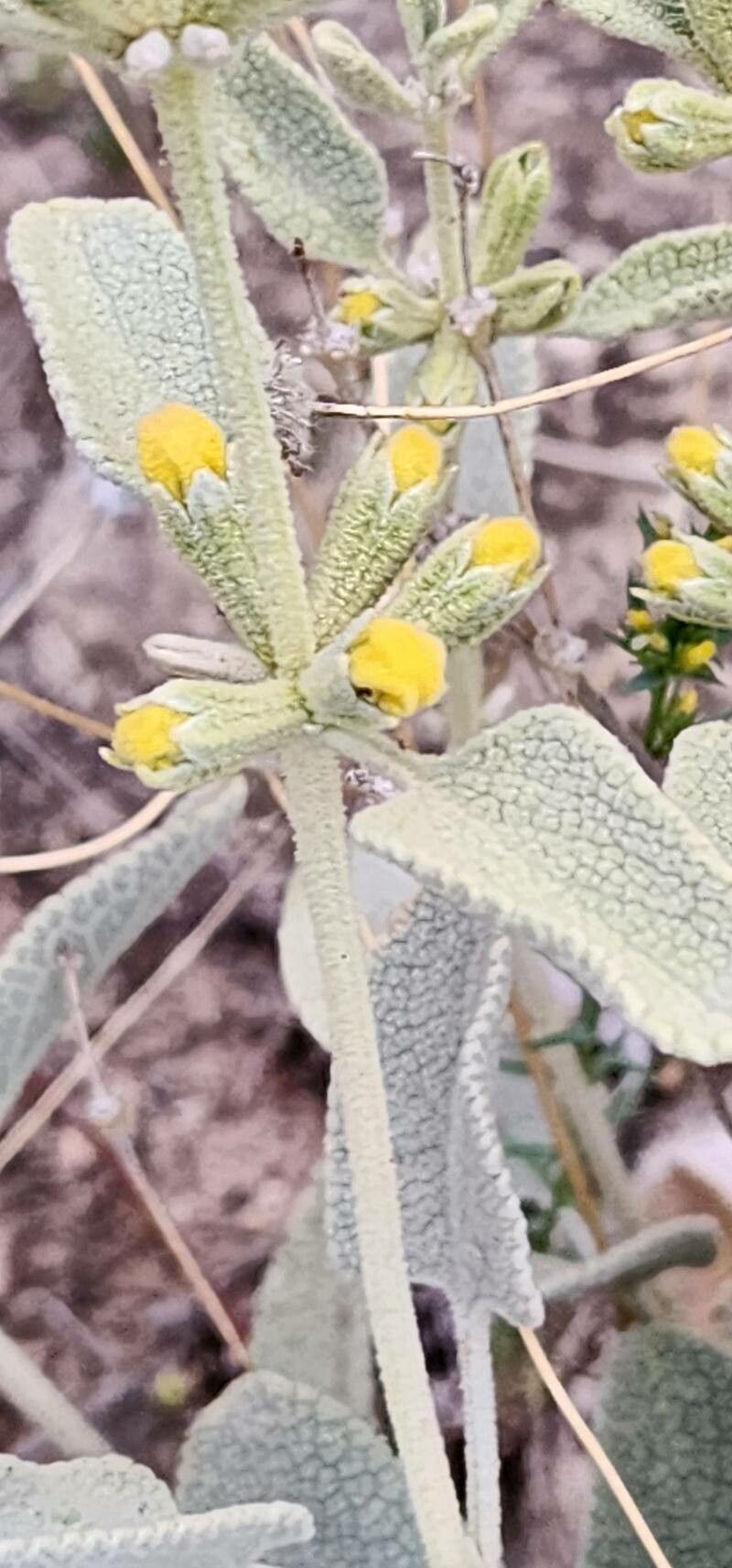 Phlomis olivieri flower
