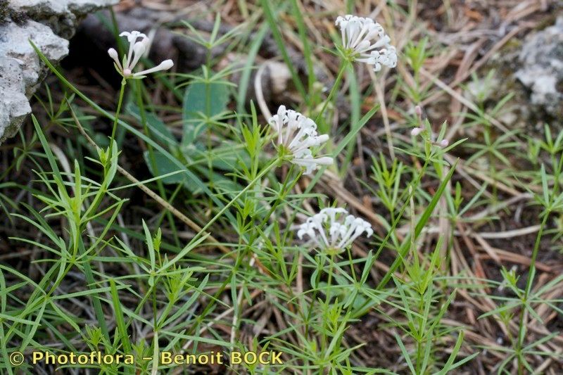 Asperula hexaphylla habit