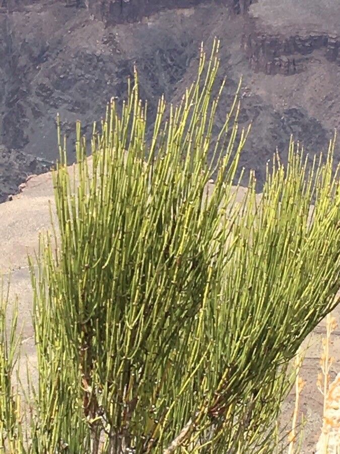 Ephedra viridis — search result for 'Ephedra'