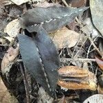 Pachyplectron arifolium