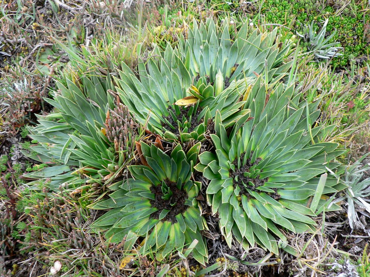 Phyllactis rigida — sleep aid houseplant