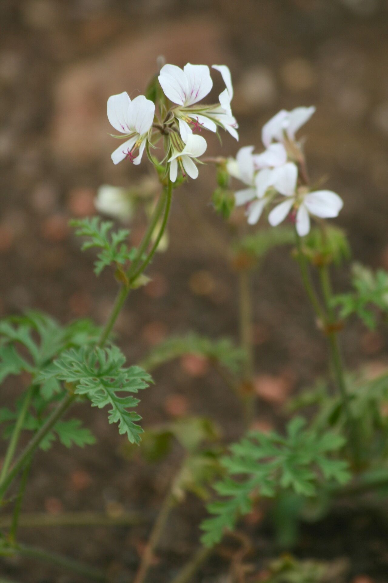 Pelargonium multicaule — houseplant care guide