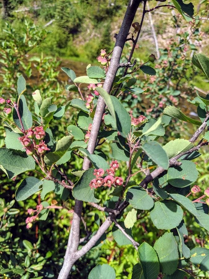 Amelanchier utahensis fruit